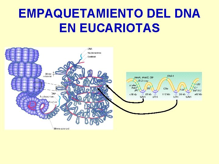 EMPAQUETAMIENTO DEL DNA EN EUCARIOTAS 