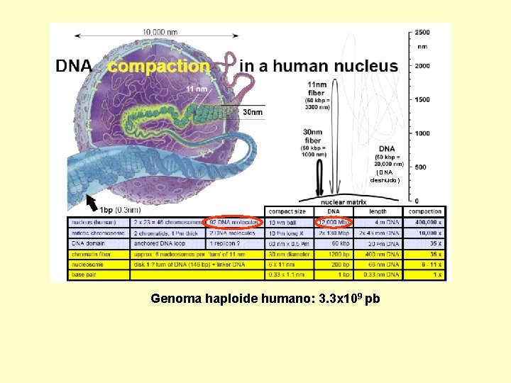 (DNA desnudo) Genoma haploide humano: 3. 3 x 109 pb 