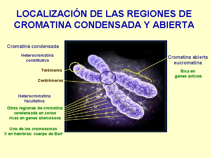 LOCALIZACIÓN DE LAS REGIONES DE CROMATINA CONDENSADA Y ABIERTA Cromatina condensada Heterocromatina constitutiva Telómeros