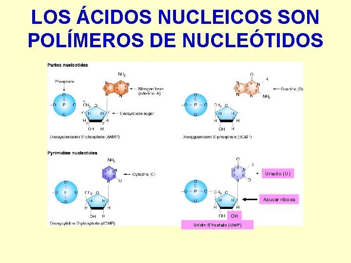 LOS ÁCIDOS NUCLEICOS SON POLÍMEROS DE NUCLEÓTIDOS Uracilo (U) Azucar ribosa OH Uridin 5’-fosfato