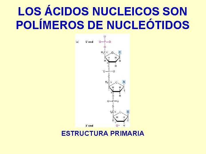 LOS ÁCIDOS NUCLEICOS SON POLÍMEROS DE NUCLEÓTIDOS ESTRUCTURA PRIMARIA 