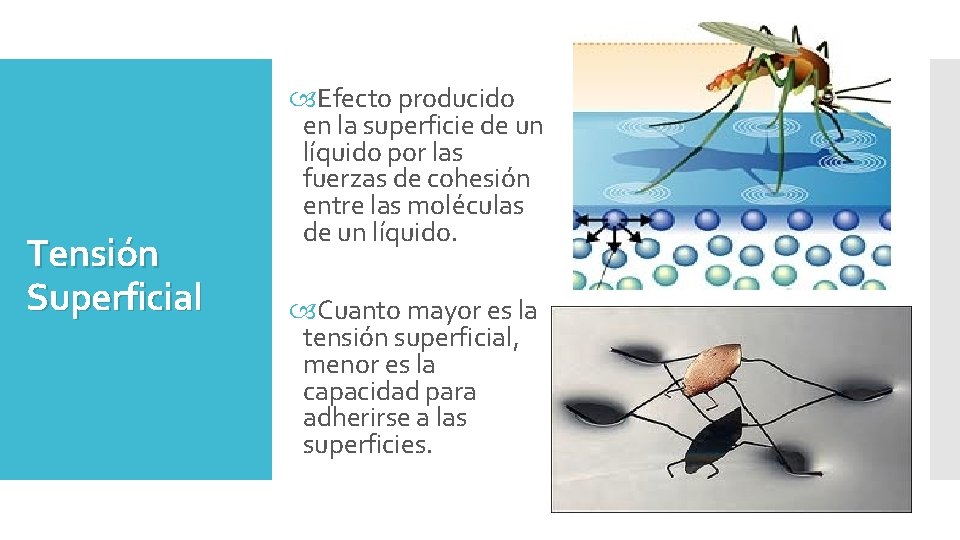 Tensión Superficial Efecto producido en la superficie de un líquido por las fuerzas de