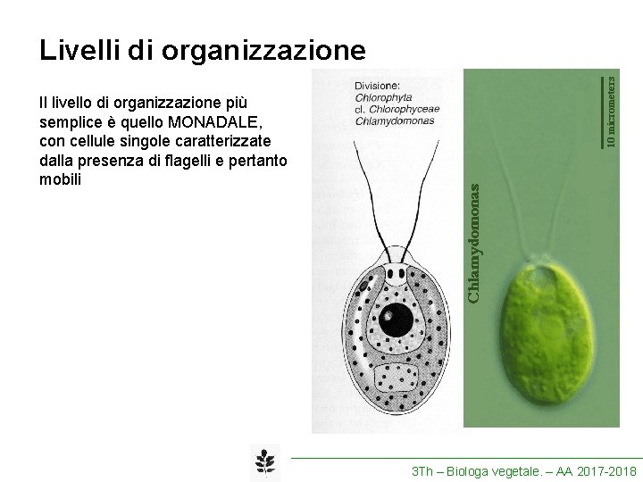 Livelli di organizzazione Il livello di organizzazione più semplice è quello MONADALE, con cellule