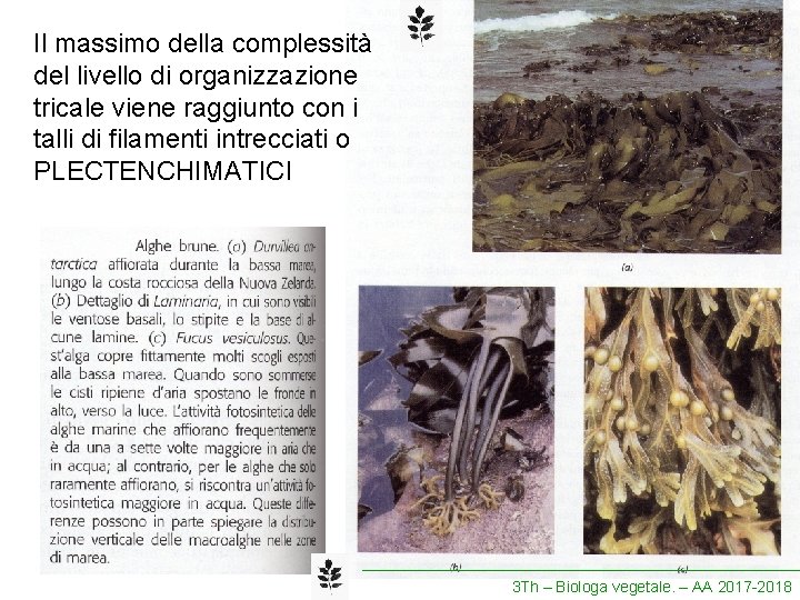 Il massimo della complessità del livello di organizzazione tricale viene raggiunto con i talli