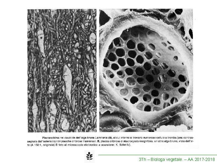 3 Th – Biologa vegetale. – AA 2017 -2018 
