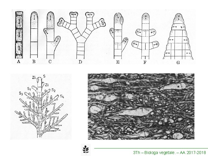 3 Th – Biologa vegetale. – AA 2017 -2018 