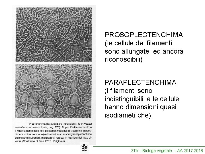 PROSOPLECTENCHIMA (le cellule dei filamenti sono allungate, ed ancora riconoscibili) PARAPLECTENCHIMA (i filamenti sono