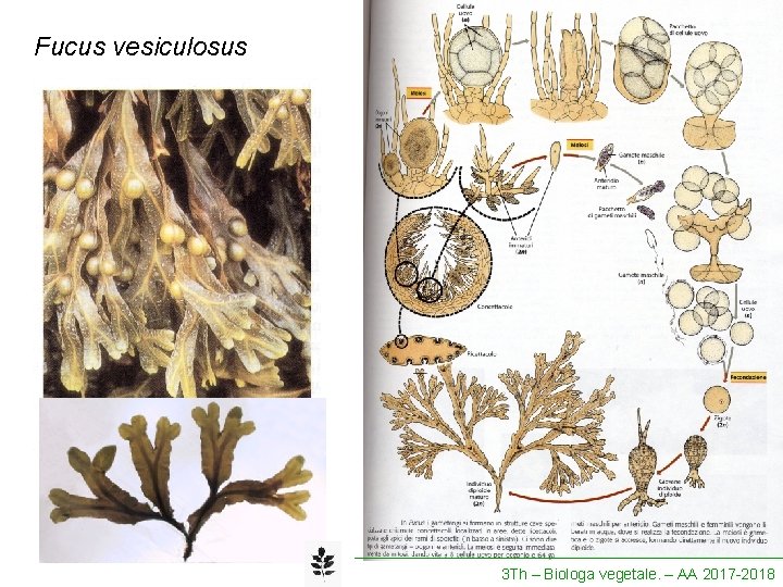 Fucus vesiculosus 3 Th – Biologa vegetale. – AA 2017 -2018 