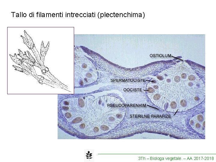 Tallo di filamenti intrecciati (plectenchima) 3 Th – Biologa vegetale. – AA 2017 -2018