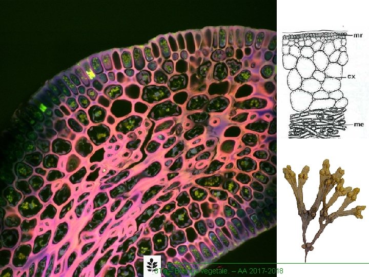 3 Th – Biologa vegetale. – AA 2017 -2018 