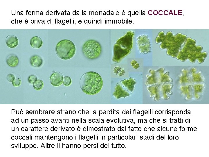 Una forma derivata dalla monadale è quella COCCALE, che è priva di flagelli, e