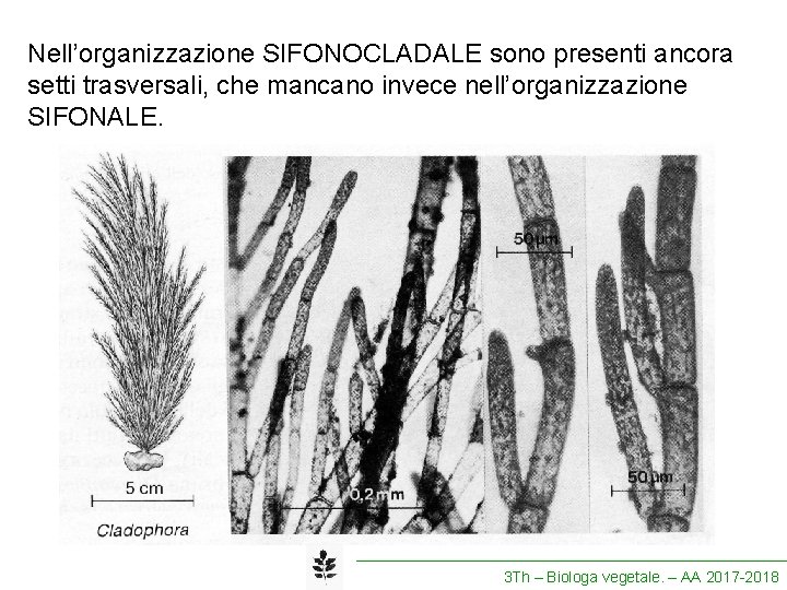 Nell’organizzazione SIFONOCLADALE sono presenti ancora setti trasversali, che mancano invece nell’organizzazione SIFONALE. 3 Th