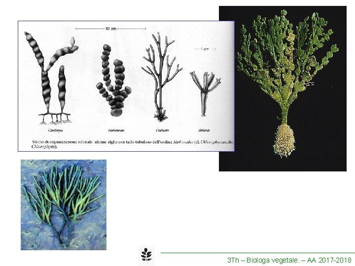 3 Th – Biologa vegetale. – AA 2017 -2018 