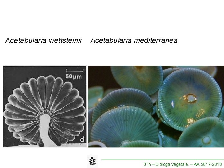 Acetabularia wettsteinii Acetabularia mediterranea 3 Th – Biologa vegetale. – AA 2017 -2018 