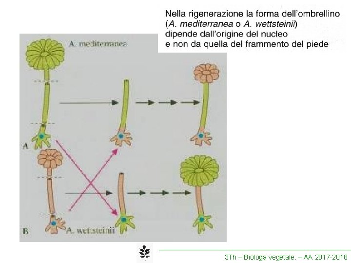 3 Th – Biologa vegetale. – AA 2017 -2018 