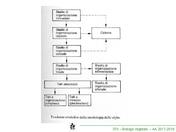 3 Th – Biologa vegetale. – AA 2017 -2018 