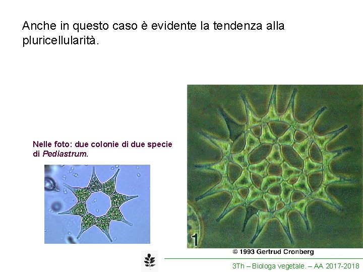 Anche in questo caso è evidente la tendenza alla pluricellularità. Nelle foto: due colonie