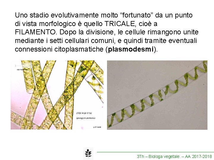Uno stadio evolutivamente molto “fortunato” da un punto di vista morfologico è quello TRICALE,