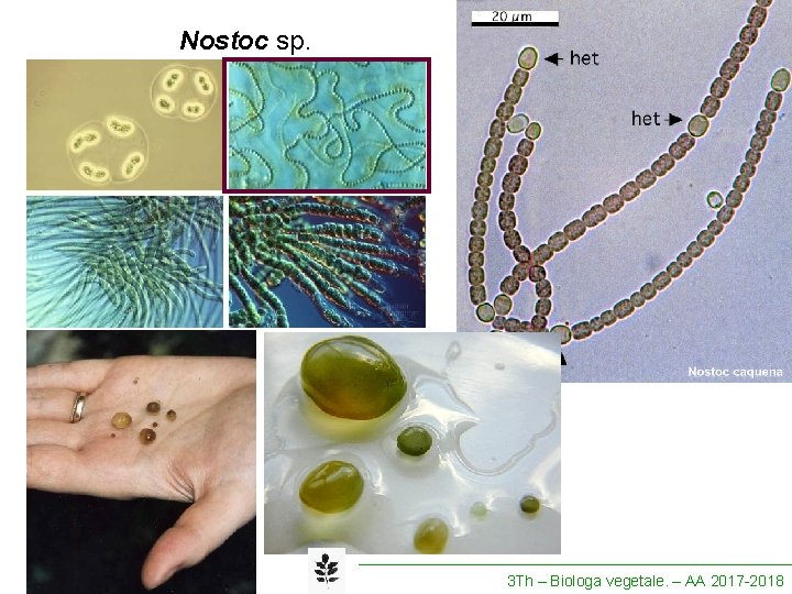 Nostoc sp. 3 Th – Biologa vegetale. – AA 2017 -2018 
