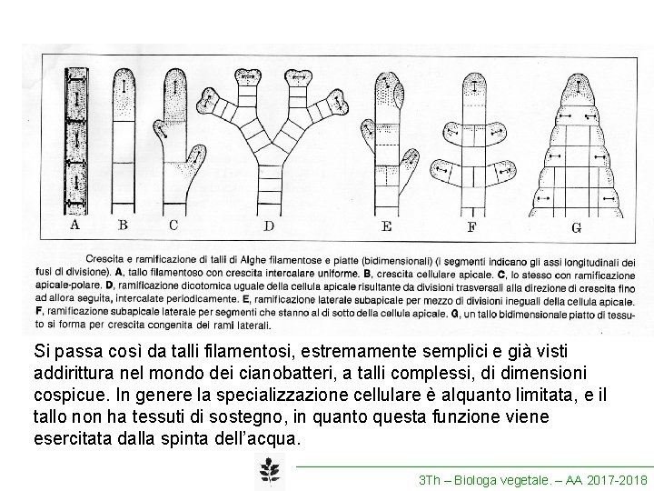 Si passa così da talli filamentosi, estremamente semplici e già visti addirittura nel mondo