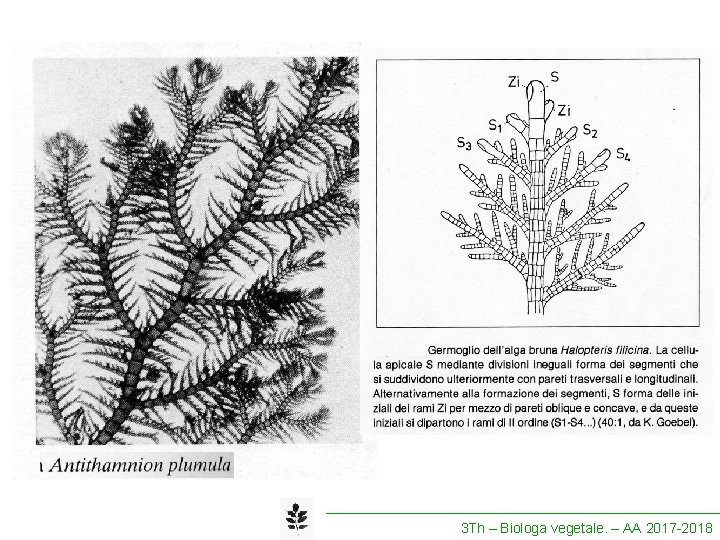 3 Th – Biologa vegetale. – AA 2017 -2018 