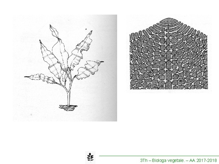 3 Th – Biologa vegetale. – AA 2017 -2018 