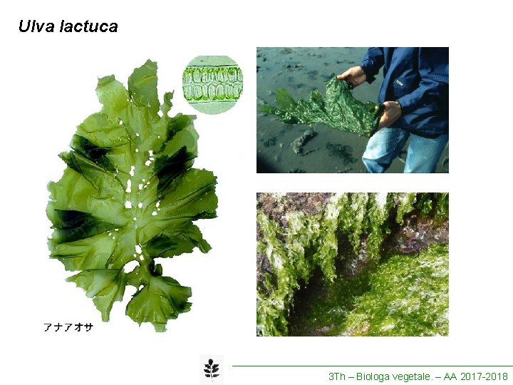 Ulva lactuca 3 Th – Biologa vegetale. – AA 2017 -2018 