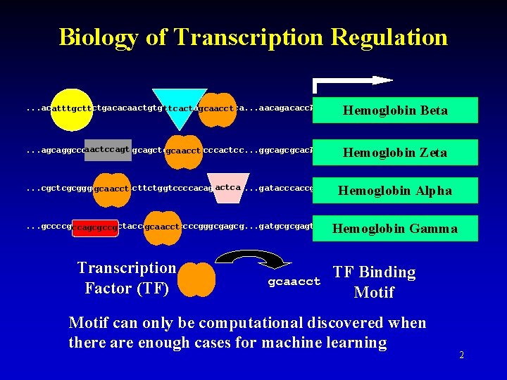 Biology of Transcription Regulation Hemoglobin Beta . . . acatttgcttctgacacaactgtgttcactagcaacctca. . . aacagacacc. ATGGTGCACCTGACTCCTGAGGAGAAGTCT.