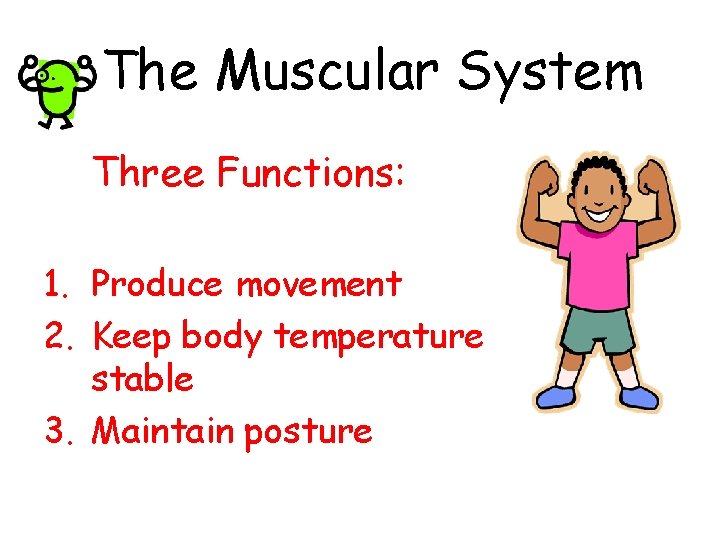 The Muscular System Three Functions: 1. Produce movement 2. Keep body temperature stable 3.