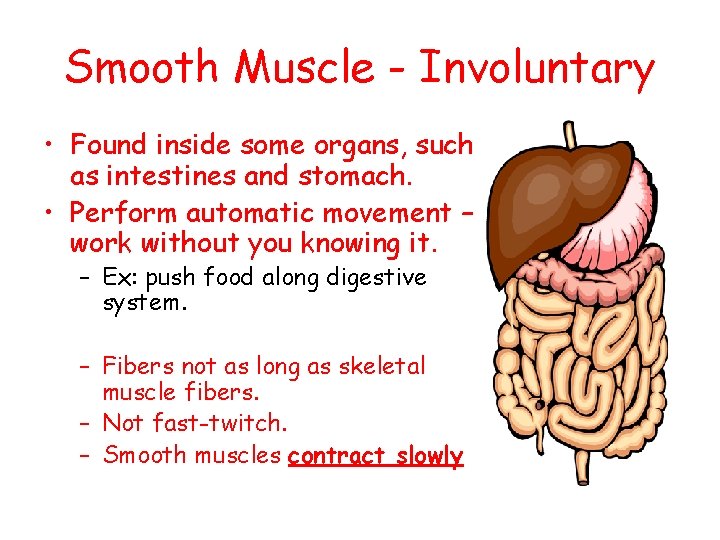 Smooth Muscle - Involuntary • Found inside some organs, such as intestines and stomach.