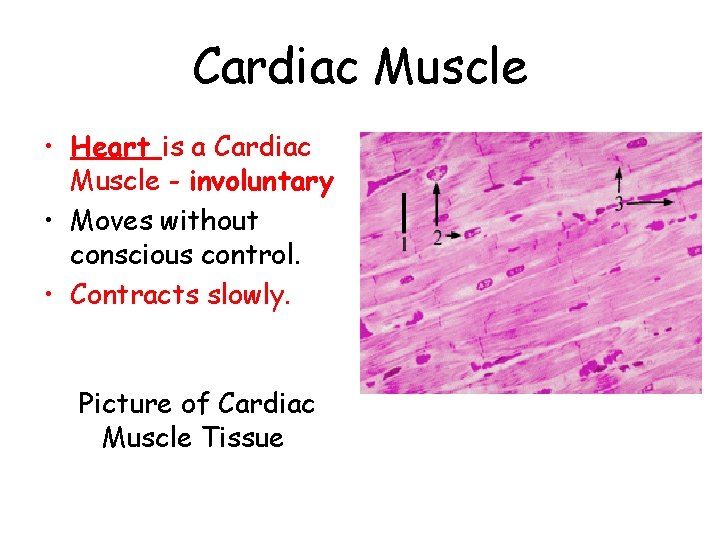 Cardiac Muscle • Heart is a Cardiac Muscle - involuntary • Moves without conscious