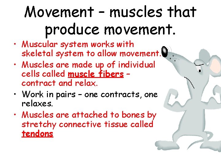 Movement – muscles that produce movement. • Muscular system works with skeletal system to