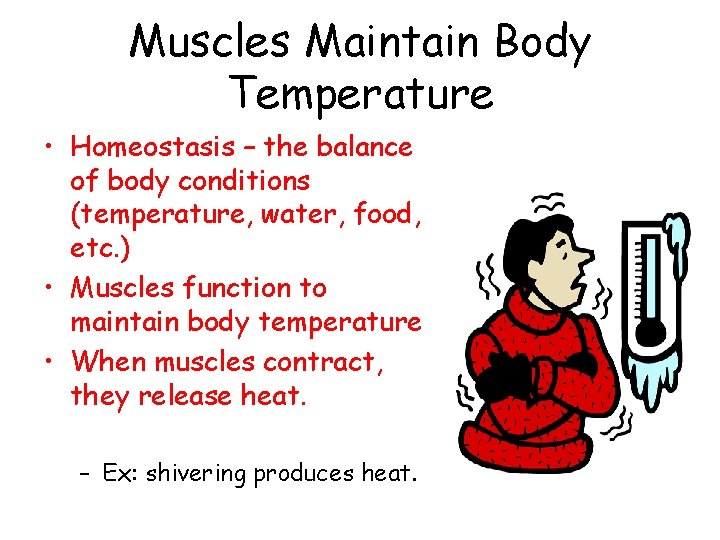 Muscles Maintain Body Temperature • Homeostasis – the balance of body conditions (temperature, water,