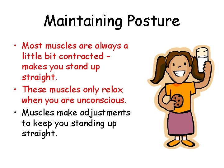 Maintaining Posture • Most muscles are always a little bit contracted – makes you