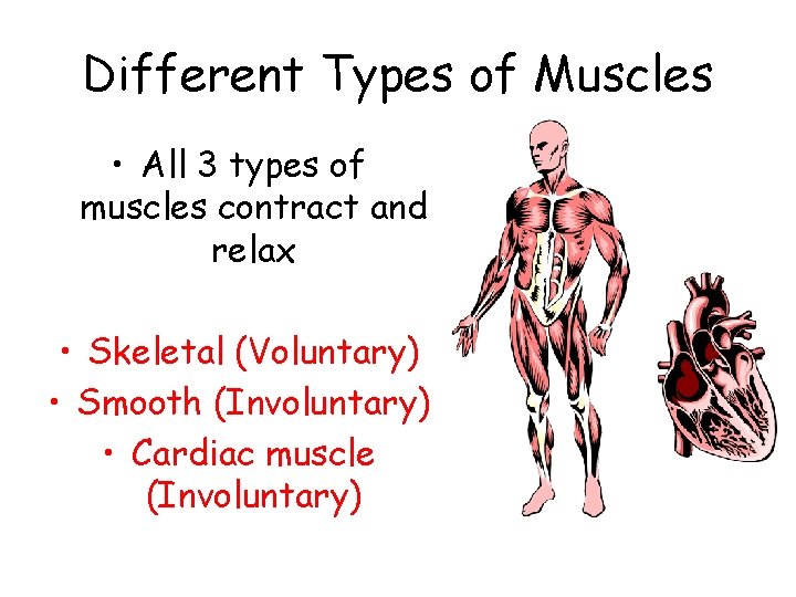 Different Types of Muscles • All 3 types of muscles contract and relax •