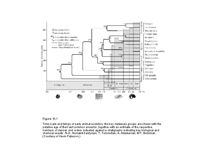 Figure 10. 1 Time scale and tempo of early animal evolution: the key metazoan