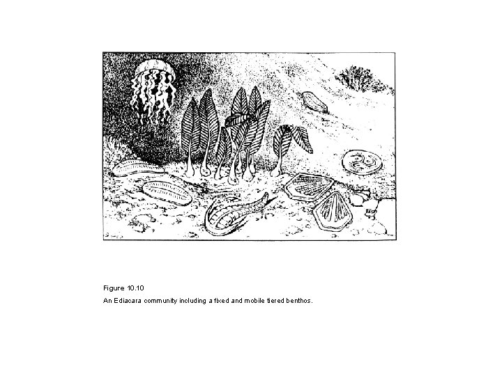 Figure 10. 10 An Ediacara community including a fixed and mobile tiered benthos. 