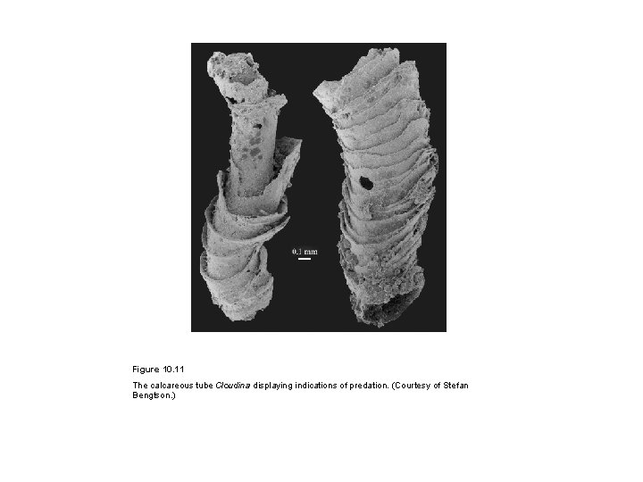 Figure 10. 11 The calcareous tube Cloudina displaying indications of predation. (Courtesy of Stefan