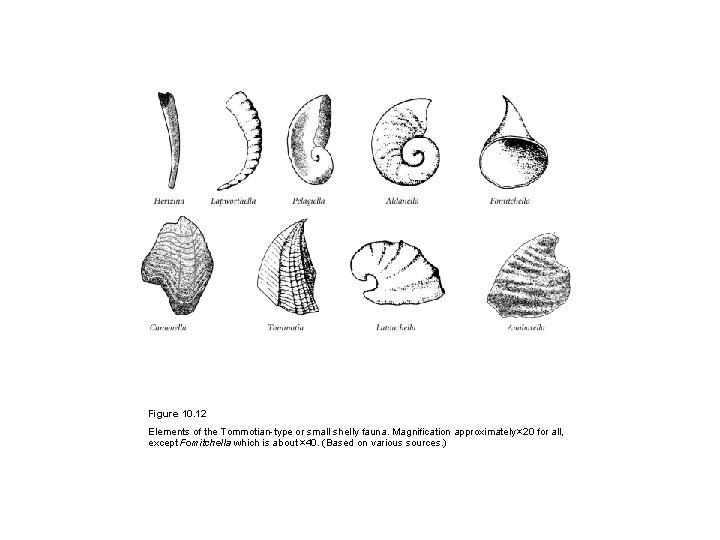 Figure 10. 12 Elements of the Tommotian-type or small shelly fauna. Magnification approximately ×