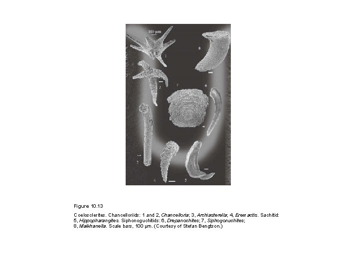 Figure 10. 13 Coelosclerites. Chancelloriids: 1 and 2, Chancelloria; 3, Archiasterella; 4, Eremactis. Sachitid: