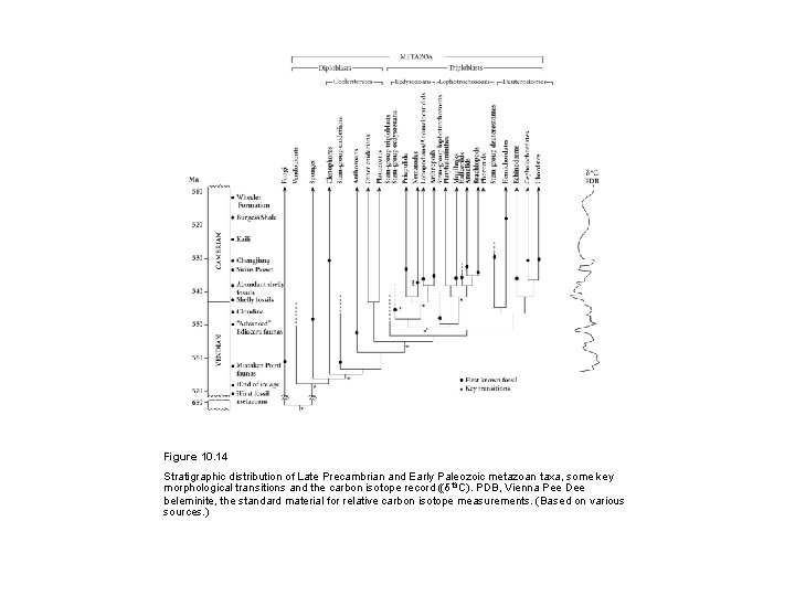 Figure 10. 14 Stratigraphic distribution of Late Precambrian and Early Paleozoic metazoan taxa, some