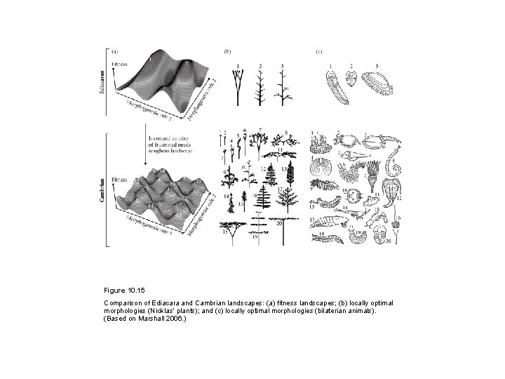 Figure 10. 15 Comparison of Ediacara and Cambrian landscapes: (a) fitness landscapes; (b) locally