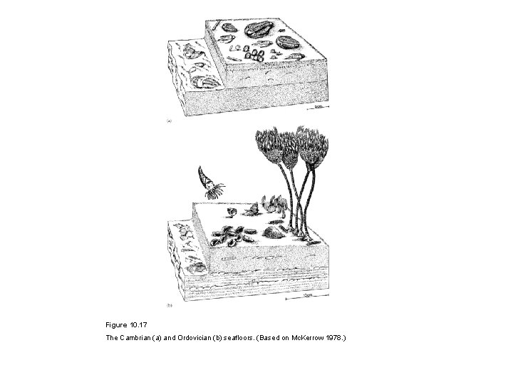 Figure 10. 17 The Cambrian (a) and Ordovician (b) seafloors. (Based on Mc. Kerrow