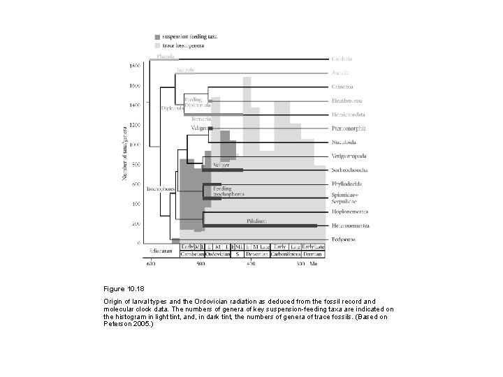 Figure 10. 18 Origin of larval types and the Ordovician radiation as deduced from