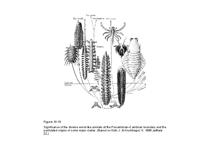 Figure 10. 19 Significance of the diverse worm-like animals at the Precambrian–Cambrian boundary and