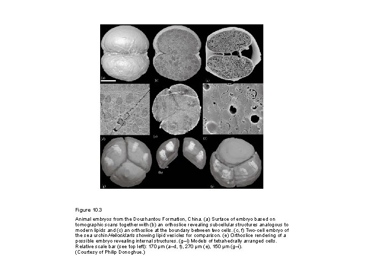 Figure 10. 3 Animal embryos from the Doushantou Formation, China. (a) Surface of embryo
