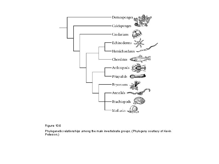Figure 10. 6 Phylogenetic relationships among the main invertebrate groups. (Phylogeny courtesy of Kevin