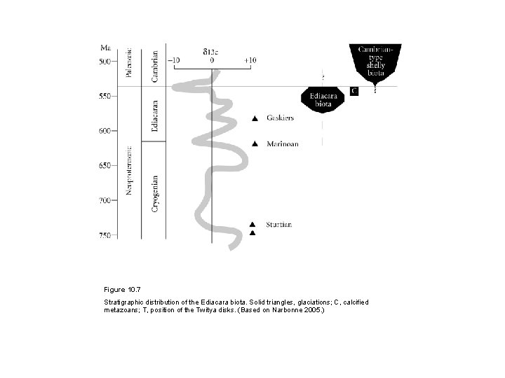 Figure 10. 7 Stratigraphic distribution of the Ediacara biota. Solid triangles, glaciations; C, calcified