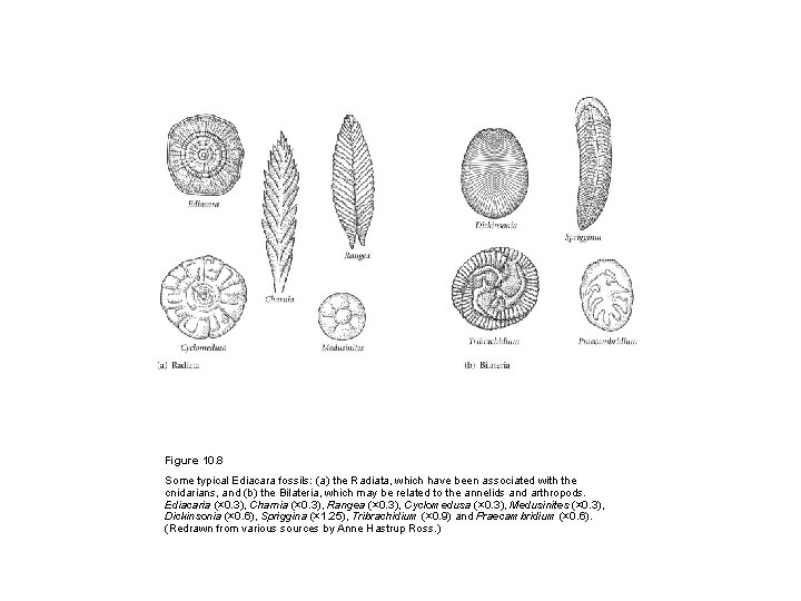 Figure 10. 8 Some typical Ediacara fossils: (a) the Radiata, which have been associated