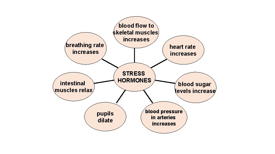 breathing rate increases blood flow to skeletal muscles increases heart rate increases STRESS HORMONES